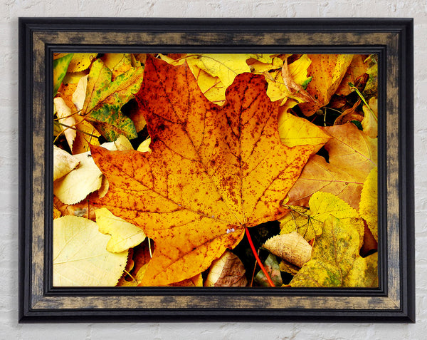 Autumn Leaves On The Ground Framed Print