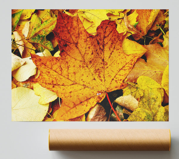 Autumn Leaves On The Ground Print