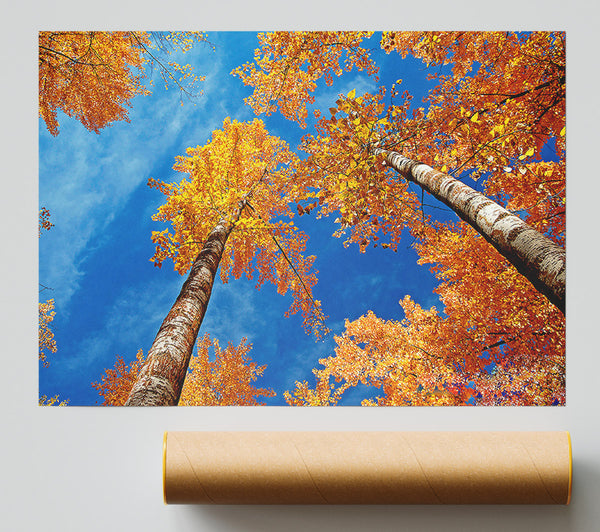 High Above The Tree Tops Giclee Print