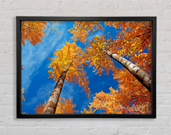 High Above The Tree Tops Framed Print