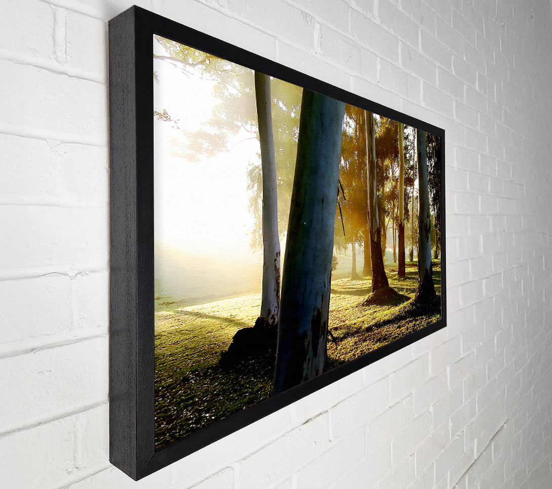  A Canvas Print of Morning Sunbeam Trees Canvas Art