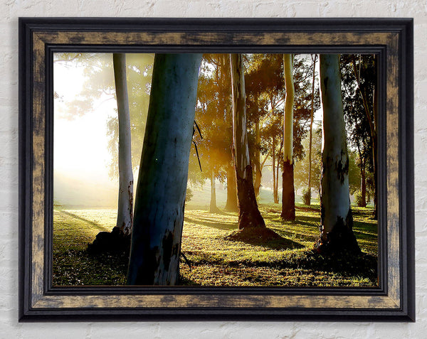Morning Sunbeam Trees Framed Print