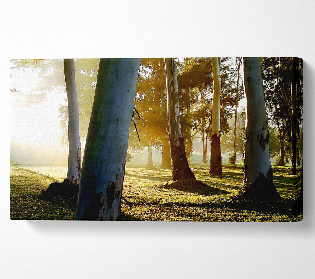  A Canvas Print of Morning Sunbeam Trees Canvas Art
