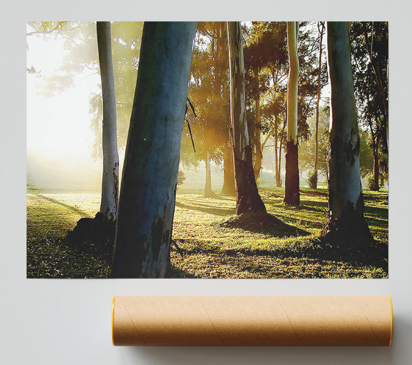 Morning Sunbeam Trees Giclee Print