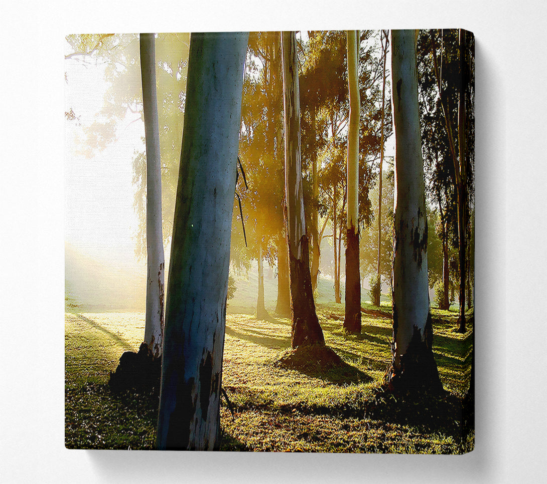  A Canvas Print of Morning Sunbeam Trees Canvas Art