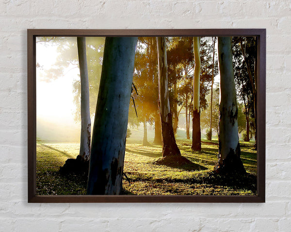 Morning Sunbeam Trees Framed Print