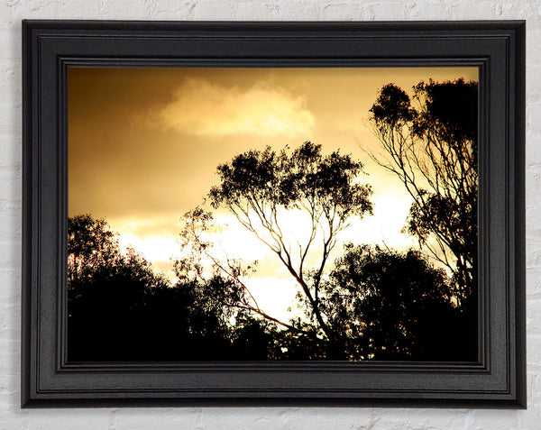 Golden Light Treetops Framed Print
