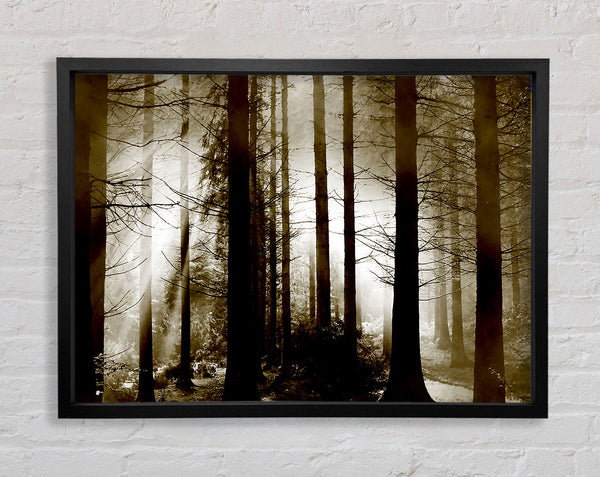 Secret Forrest Framed Print