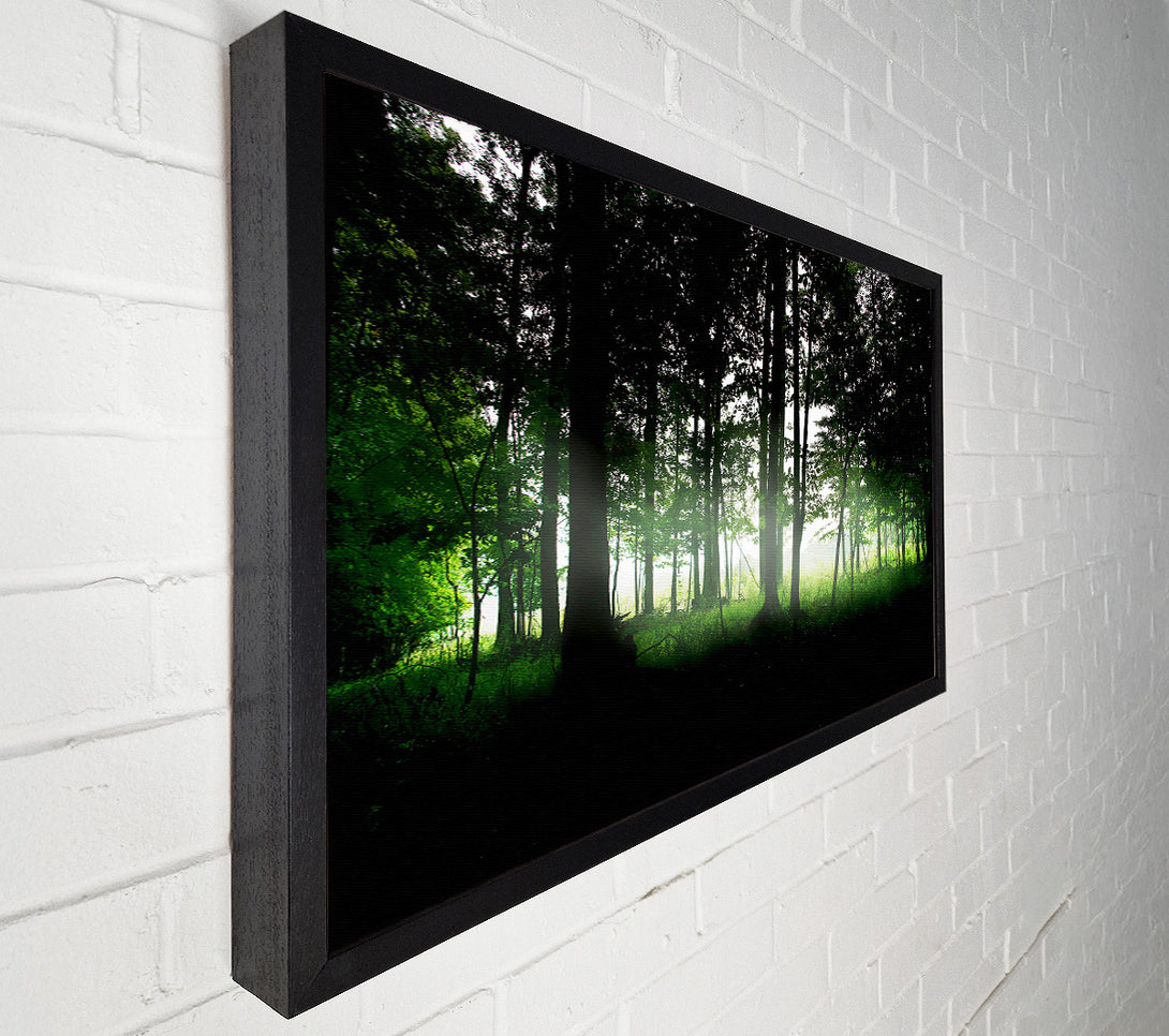  A Canvas Print of Woodland Mist Canvas Print