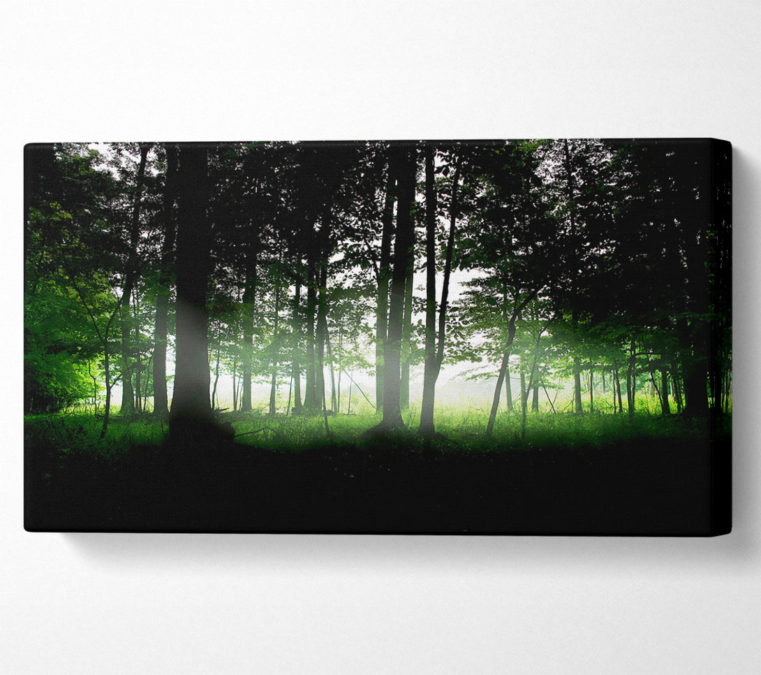  A Canvas Print of Woodland Mist Canvas Print