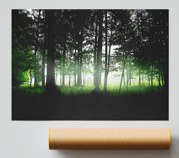 Woodland Mist Print