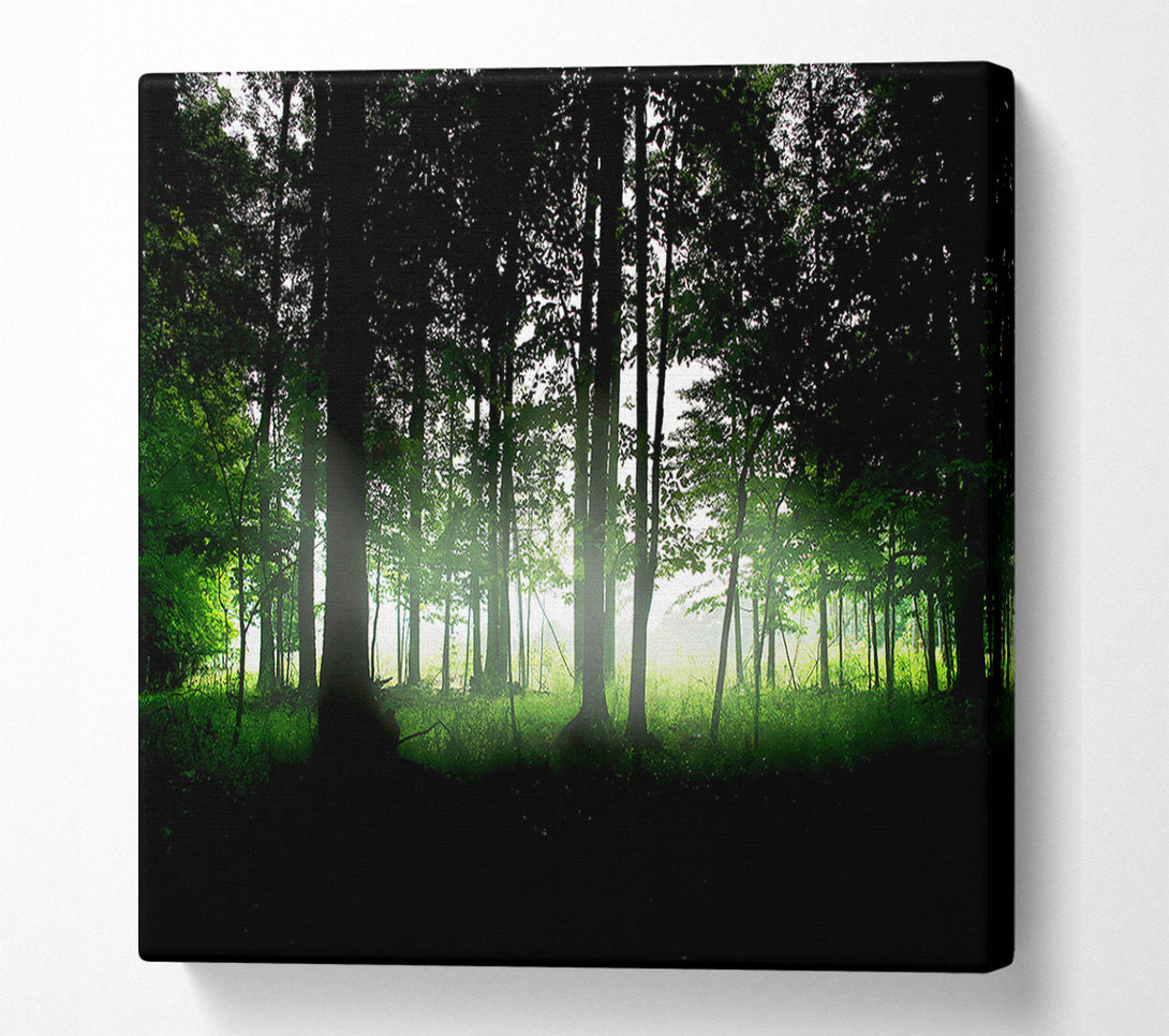  A Canvas Print of Woodland Mist Canvas Print