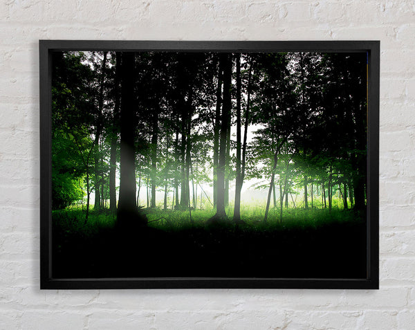 Woodland Mist Framed Print
