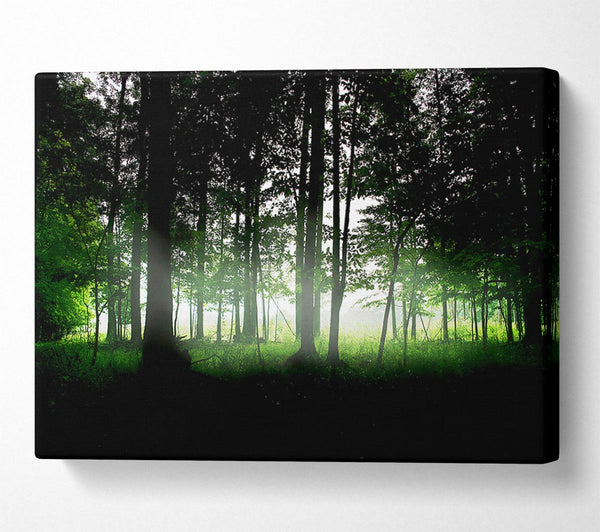  A Canvas Print of Woodland Mist Canvas Print