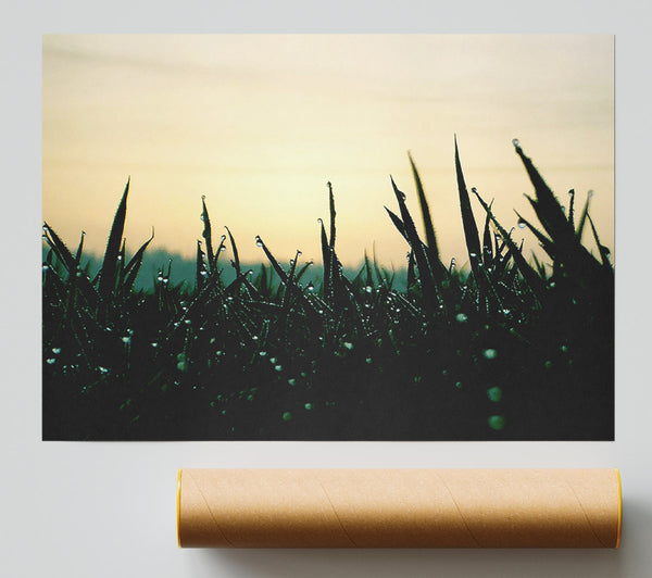 Green Dew Grass In The Morning Light Poster