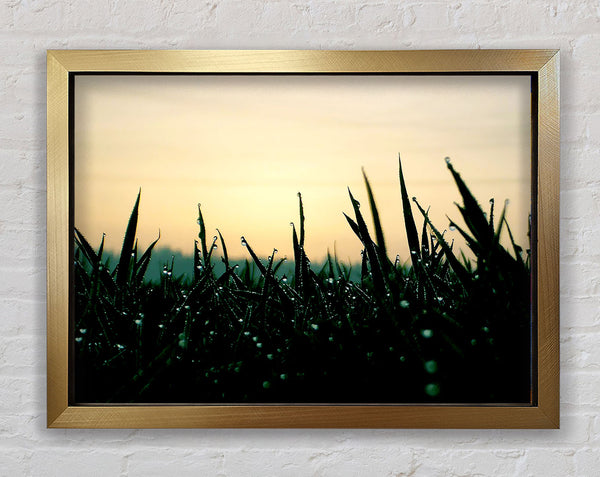 Green Dew Grass In The Morning Light Framed Print