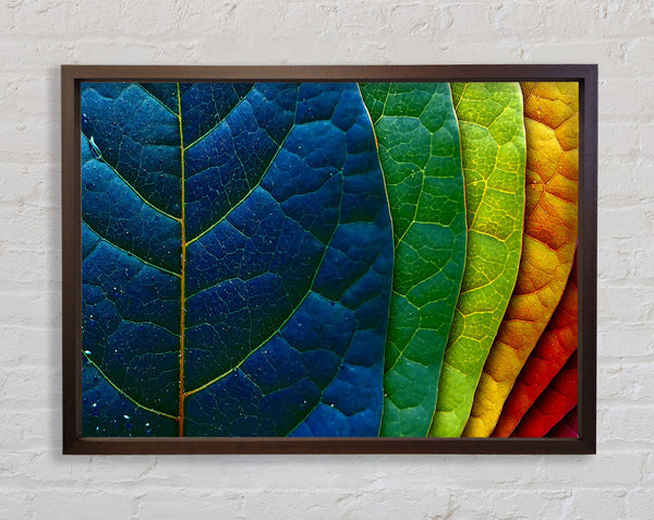 Colourful Leaves Framed Print