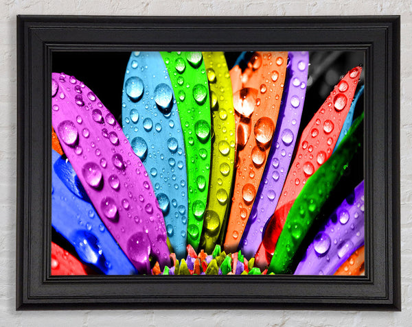 Colourful Flower Framed Print