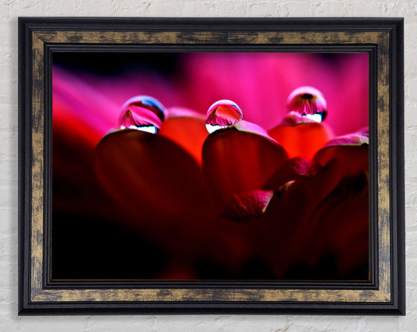 Dew On Petals Macro Framed Print