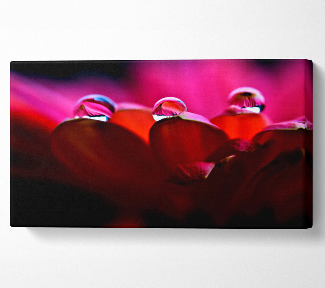  A Canvas Print of Dew On Petals Macro Canvas Wall Art