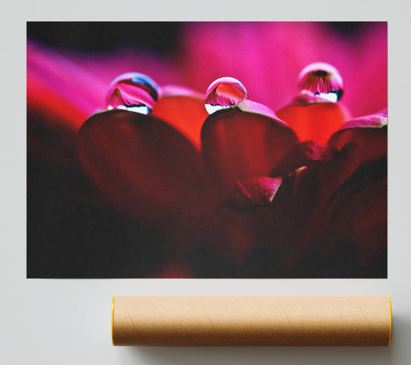 Dew On Petals Macro Giclee Print