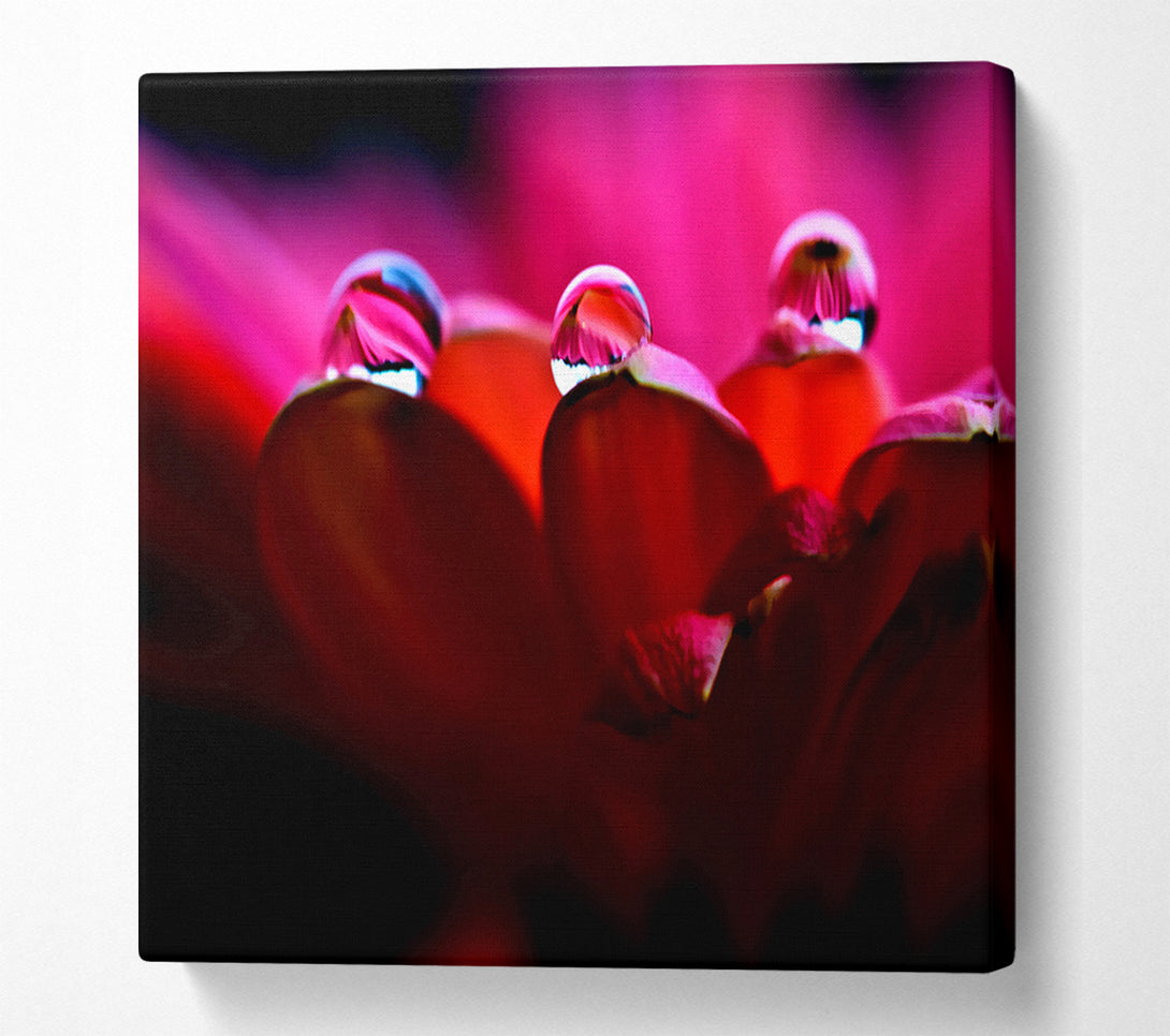  A Canvas Print of Dew On Petals Macro Canvas Wall Art