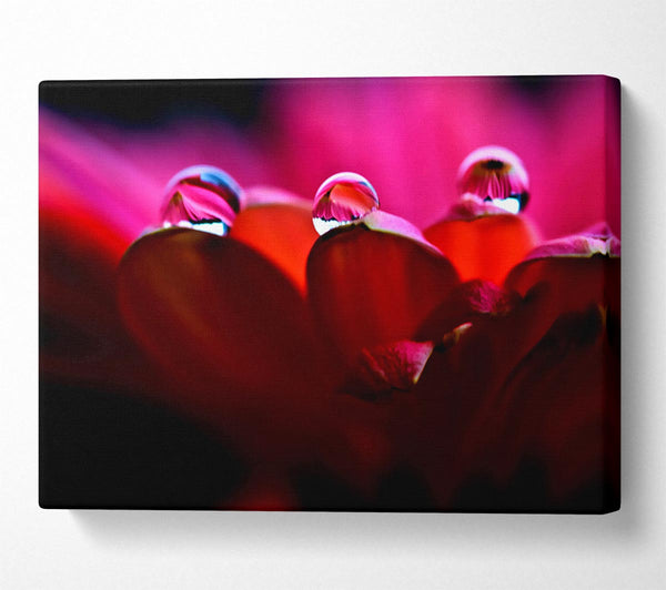  A Canvas Print of Dew On Petals Macro Canvas Wall Art