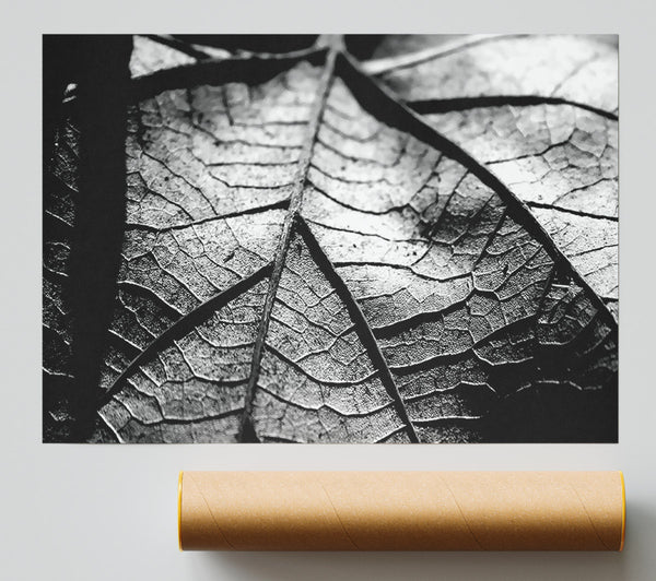 Dry Leaf Black And White Print