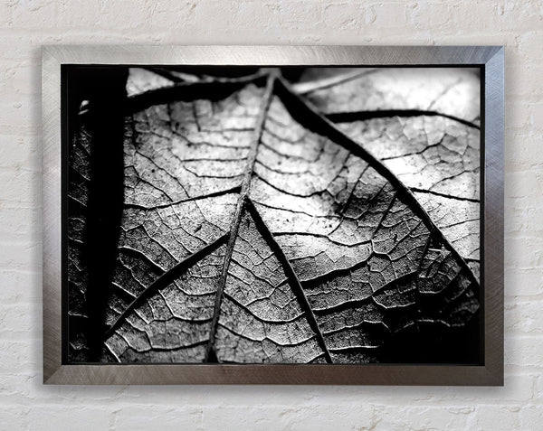 Dry Leaf Black And White Framed Print