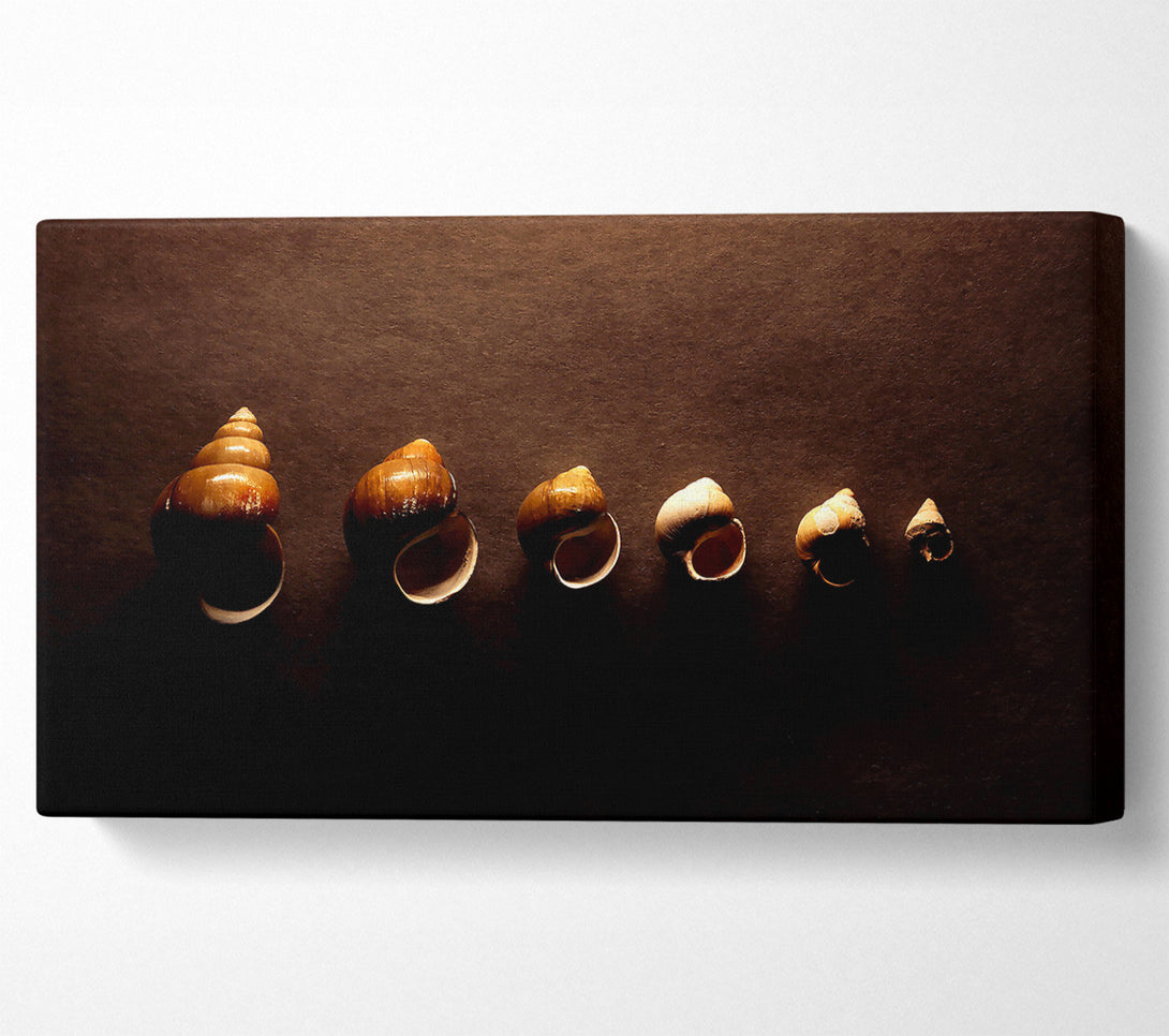  A Canvas Print of Snail Shells Canvas Wall Art
