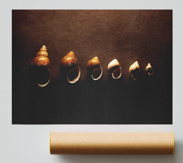 Snail Shells Poster