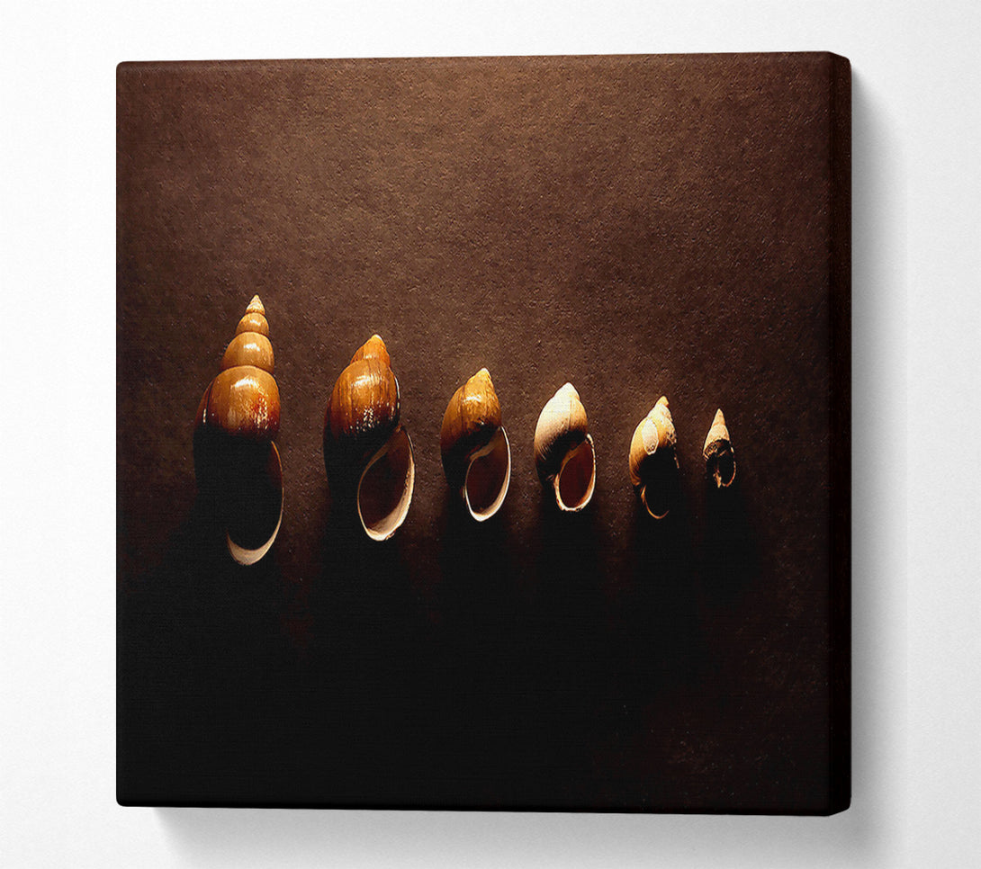  A Canvas Print of Snail Shells Canvas Wall Art