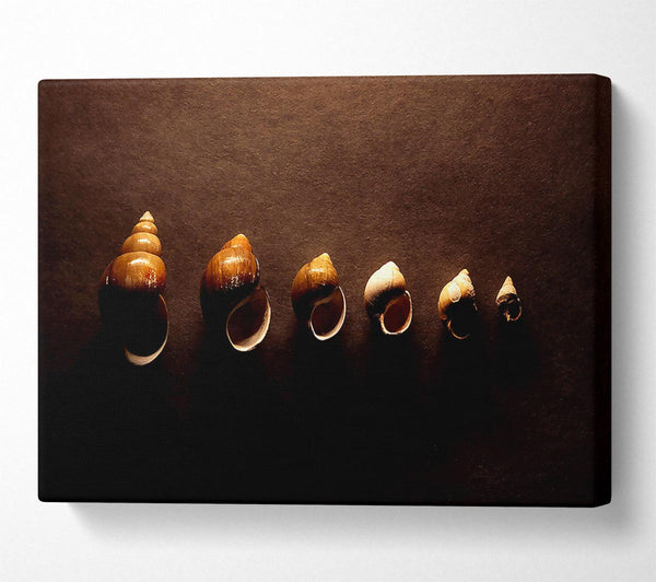  A Canvas Print of Snail Shells Canvas Wall Art