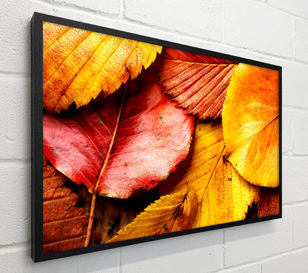 Beautiful Autumn Leaves