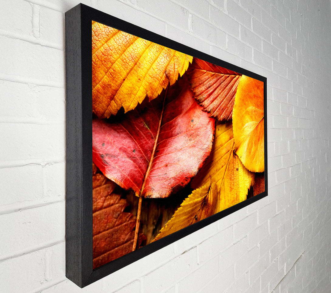  A Canvas Print of Beautiful Autumn Leaves Canvas Print
