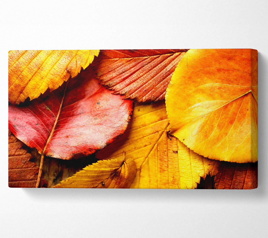  A Canvas Print of Beautiful Autumn Leaves Canvas Print