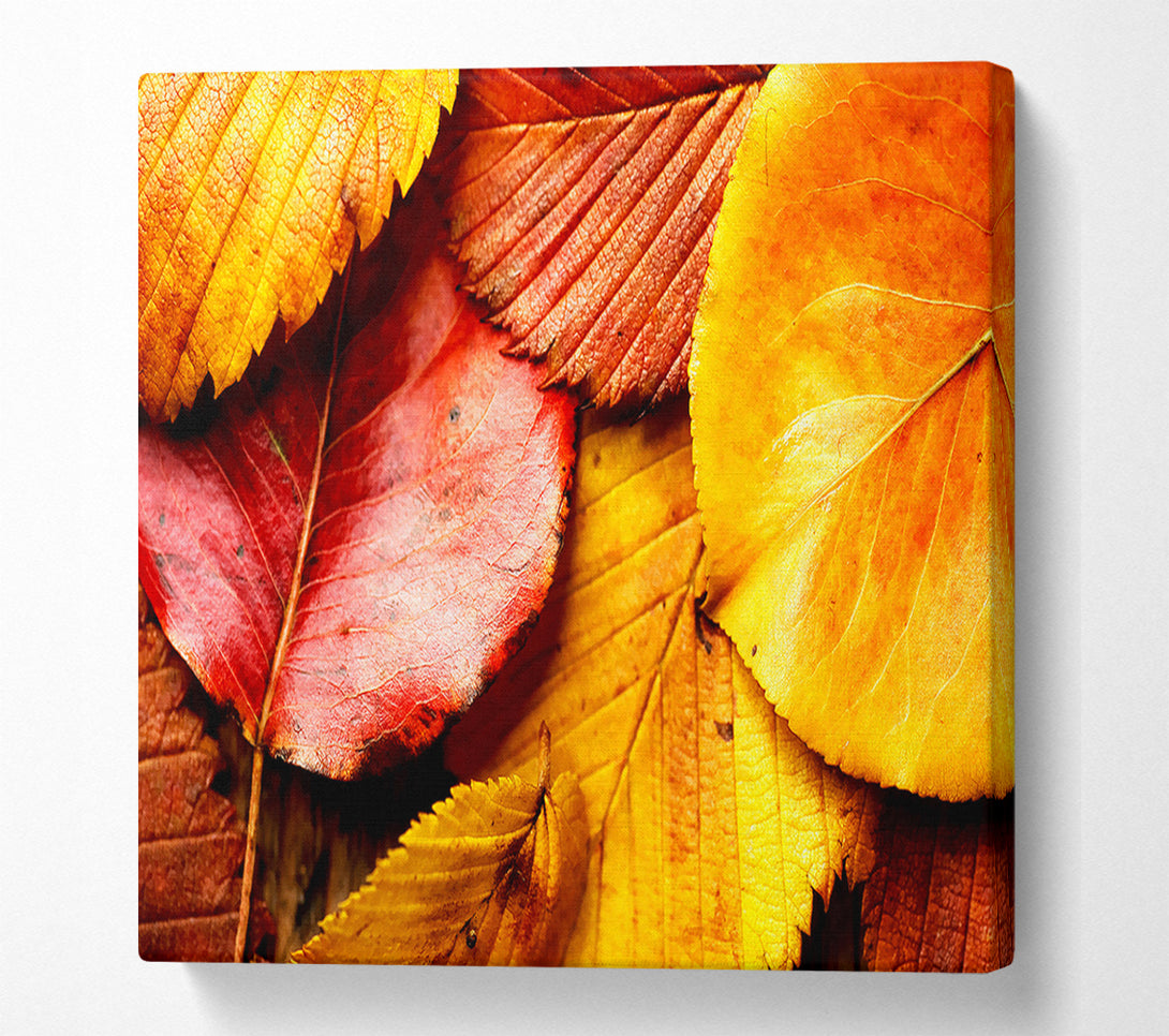  A Canvas Print of Beautiful Autumn Leaves Canvas Print