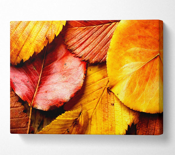  A Canvas Print of Beautiful Autumn Leaves Canvas Print