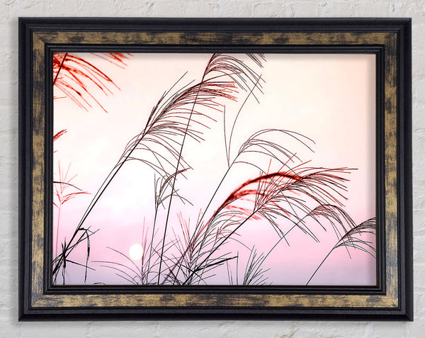Grass Sunset Framed Print