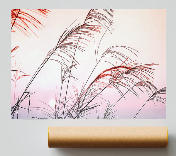 Grass Sunset Poster
