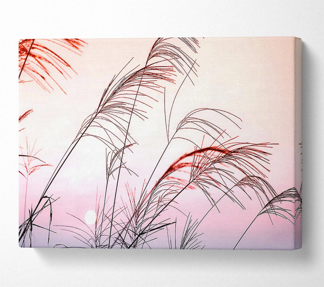  A Canvas Print of Grass Sunset Canvas Wall Art