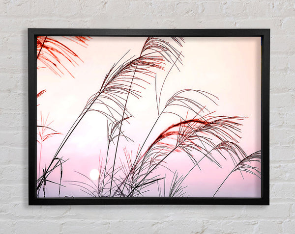 Grass Sunset Framed Print