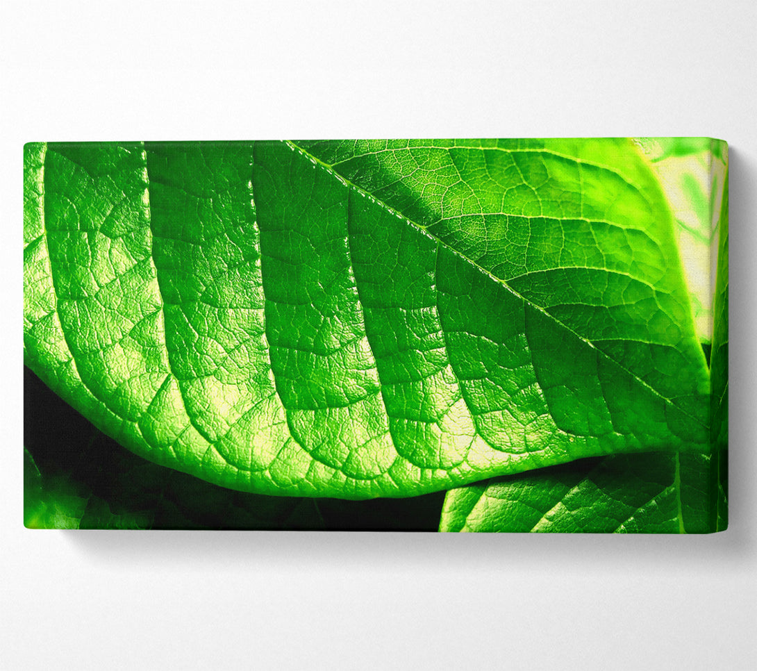  A Canvas Print of Veins Of A Leaf Canvas Print
