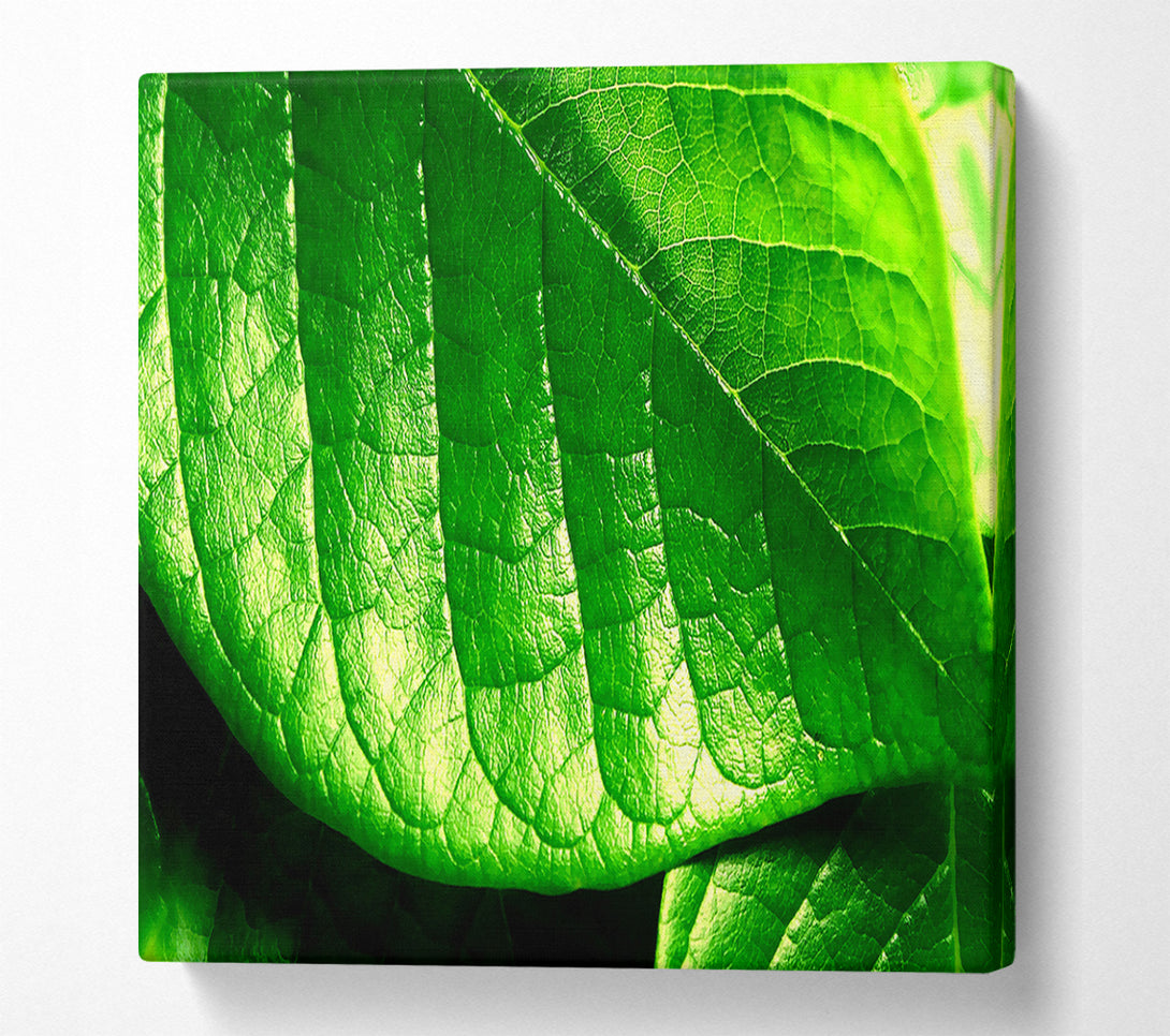  A Canvas Print of Veins Of A Leaf Canvas Print
