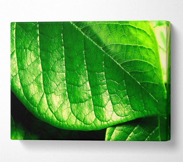  A Canvas Print of Veins Of A Leaf Canvas Print