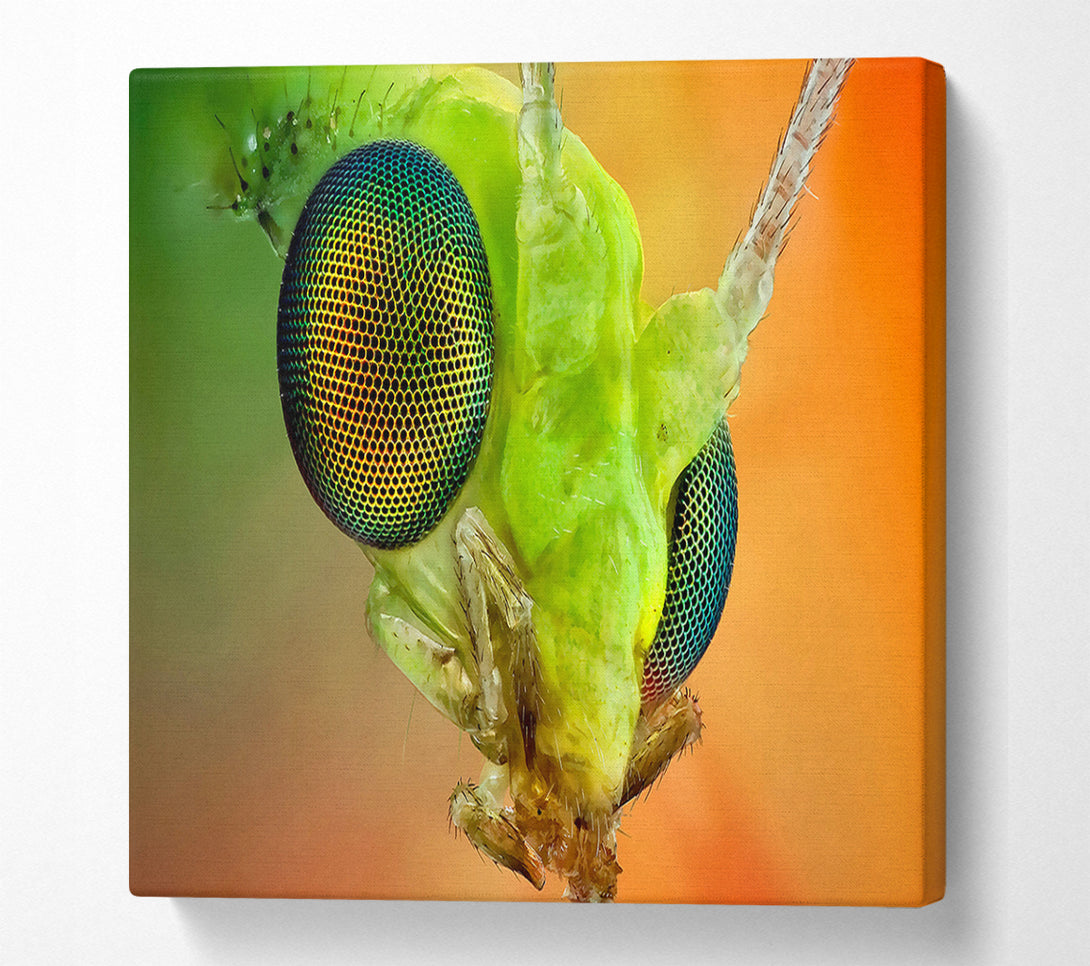  A Canvas Print of Macro Eyes Canvas Print
