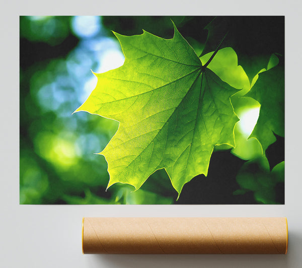 Green Leaf Giclee Print