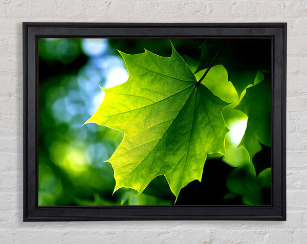 Green Leaf Framed Print