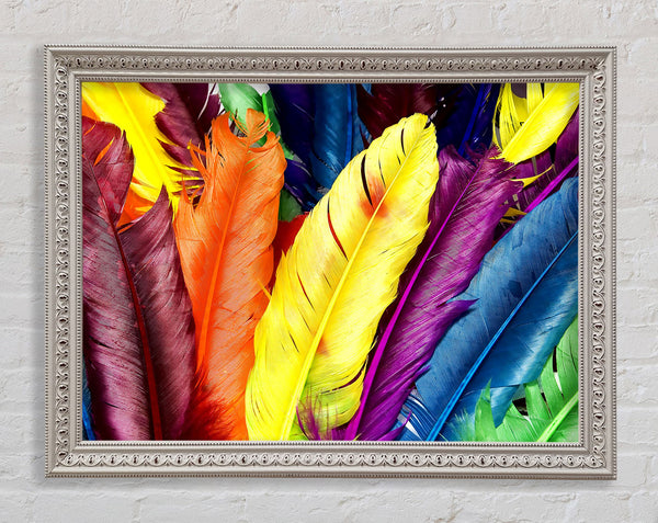 Feathers In Colours Framed Print
