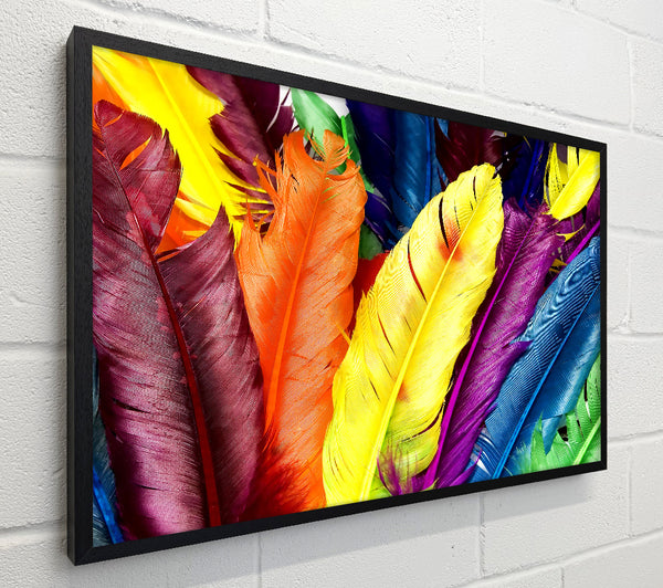 Feathers In Colours